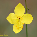 Mustard Evening Primrose
