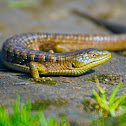 Northern Alligator Lizard