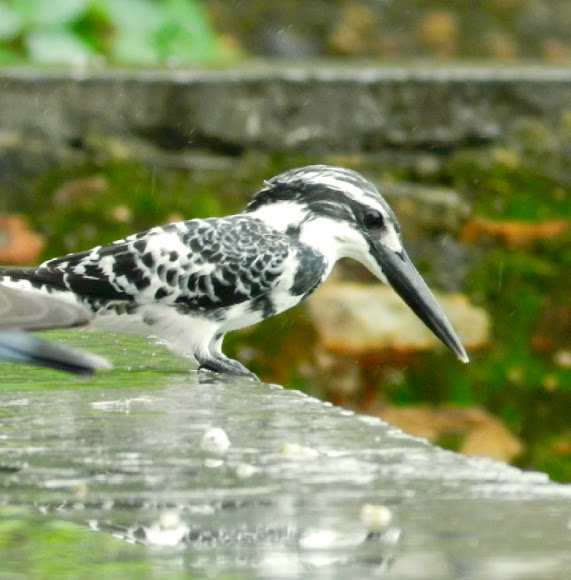 Spotting Image 1