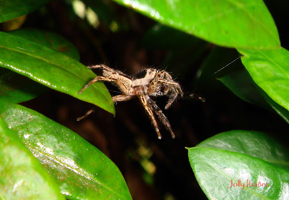 Spotting Image 1