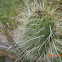 Prickly Pear Cactus