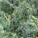 Staghorn Sumac