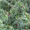 Staghorn Sumac