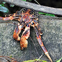 Coconut crab