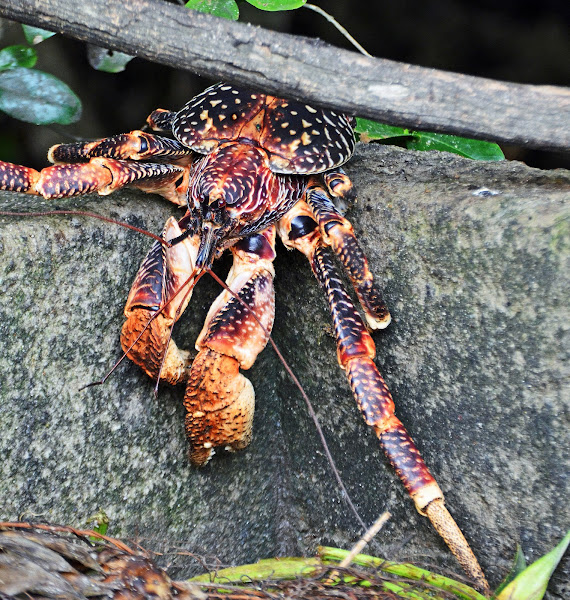Coconut crab Project Noah