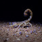 Desert Hairy Scorpion