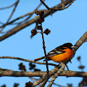 Baltimore Oriole