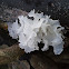 Snow Fungus