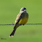 Tropical Kingbird