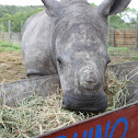 White Rhinoceros