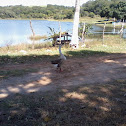 Swan Goose
