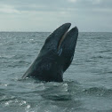 Gray Whale