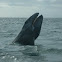 Gray Whale