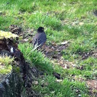 American Robin