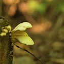 angel wings