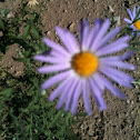 Hoary Tansyaster