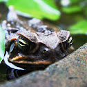 Cane Toad, Giant Marine Toad, Giant Toad, Marine Toad