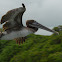 Brown Pelican