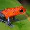 Blue Jeans Poison Dart Frog