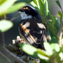 Cape Batis