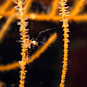 Skeleton Shrimp