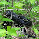 Black Rat Snake