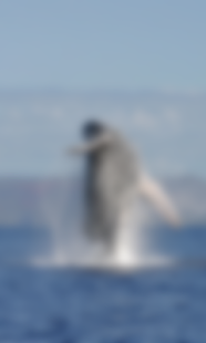 How to mod Huge Whale at rainy weather WP 1.0 mod apk for android