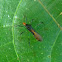 colourful broad-headed bug