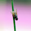 Flesh Fly