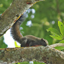 squirrel