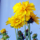 Tick Seed