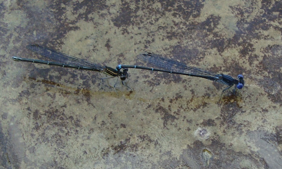 Spotting Image 1