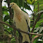 Pied Imperial Pigeon