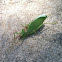 Katydid