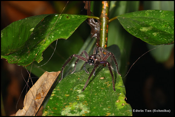 Spotting Image 1