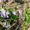 Wood Violet