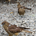 Chimango Caracara