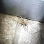 Wolf Spider