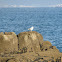 Gaivota patiamarela (gl), Yellow-legged Gull (uk)