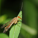 Scorpionfly