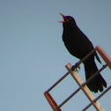 Common Blackbird