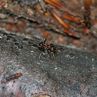 southern wood ant or horse ant