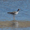Greater Yellowlegs