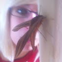 Tersa Sphinx moth