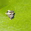 Lacewing Larva