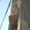 Wasp Nest