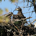 Bald Eagle (Eaglet)