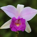 Bamboo orchid