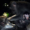 Macaque Family