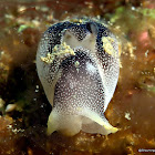 NUDIBRANCH